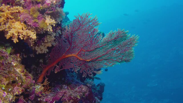 gorgone dans le pacifique