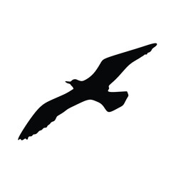 Silhouette of a bird in flight