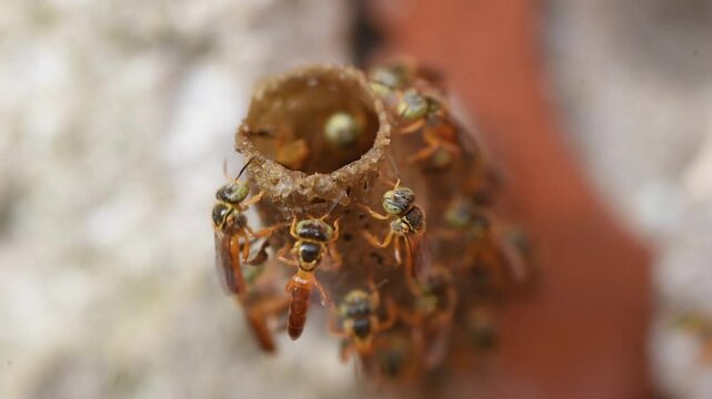 Stingless bees called Jata&iacute; (Tetragonisca angustula) flying over the entrance of the tube-shaped nest.