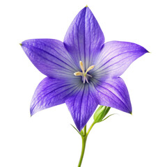 Purple Bellflower Flower Isolated on Transparent Background - Vibrant Floral Clipart
