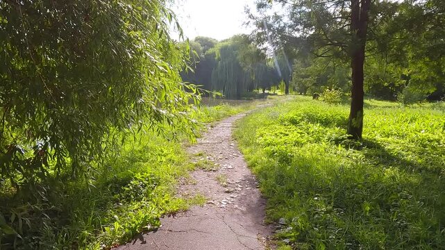Empty walkpath among green willow trees on the shore of Seret river. Summer scene of Topilche Park, Ternopil, Ukraine, Europe. Beauty of nature concept background. 4K video (Ultra High Definition).