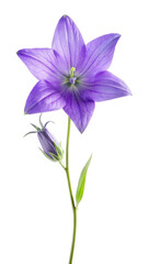 Purple Bellflower Flower Isolated on Transparent Background - Vibrant Floral Clipart