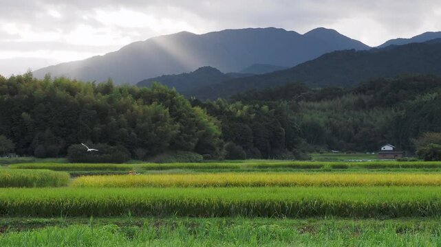 野鳥が飛ぶ明日香村の田園風景