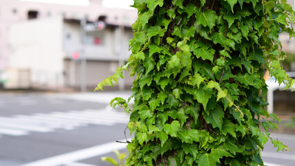 街路樹の幹に巻きついたつる植物