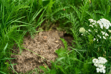 Molehill surrounded by lush grass and flowers