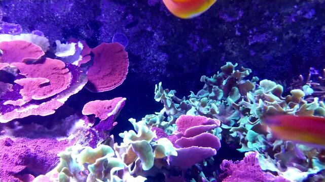 the amazingly diverse and very colorful world of seas and oceans