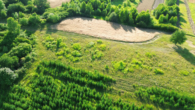 Rewilding Land with Natural Tree Growth