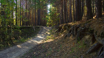 Forest landscape with a road