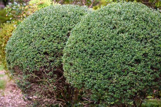 家人が剪定した球形仕立てのイヌツゲ