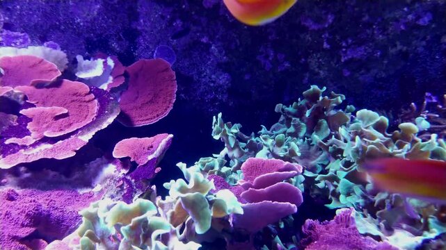 the amazingly diverse and very colorful world of seas and oceans