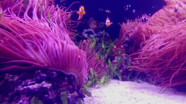 the amazingly diverse and very colorful world of seas and oceans