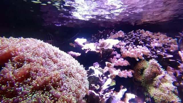 the amazingly diverse and very colorful world of seas and oceans