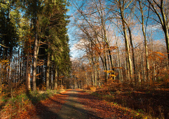 Forest in autumn, colorful foliage on the tree, path through deciduous trees, landscape