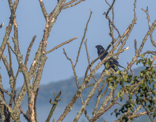 raven on tree