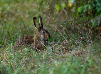 hare in the grass