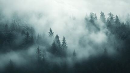 Dense forest landscape covered in a thick blanket of fog, with trees disappearing into the misty horizon