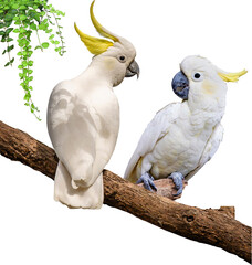 sulphur crested cockatoo