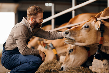 Happy young man farm worker takes care of cows in barn. Concept cattle livestock farming, industry...