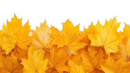 Obraz premium Yellow Maple Tree Leaves Border isolated on white : Generative AI
