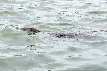 Obraz premium the Monitor lizard