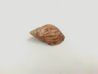 snail on a surface