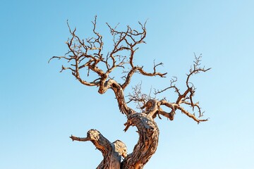 A solitary tree with contorted limbs and striking bark designs rises against a vibrant azure backdrop.