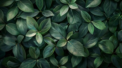 Fototapeta premium Abstract leaves in the background, a pattern that showcases nature's design. Bright green decoration, a representation of plant life.