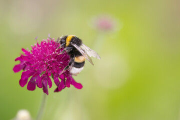 close-up of a macedonian dragonfly, close-up of a bumblebee on a pink flower, Knautia macedonica and a bumblebee, Knautia macedonica