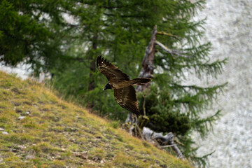 Endangered, wild bearded vulture flying above Val Trupchun in the Swiss National Park