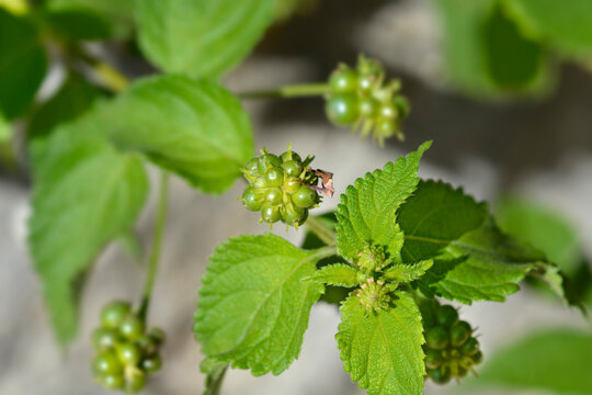Shrub verbena fruit