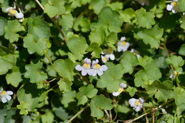Kenilworth Ivy flowers