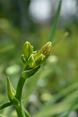 Daylily Night Embers flower bud