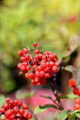 Black Elder immature fruit