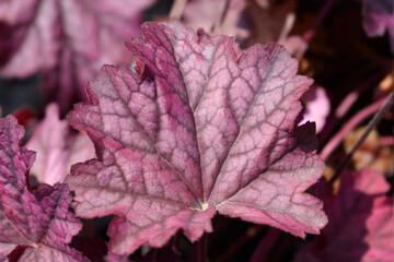 Coral Bells Berry Smoothie leaves © nahhan