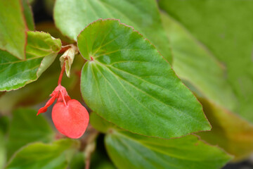 Dragon Wing Red begonia 