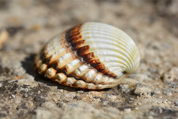 Common cockle shell on a concrete surface