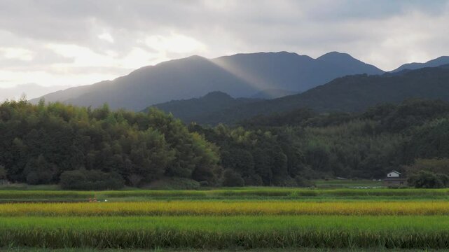 朝日が射し込む明日香村の田園風景