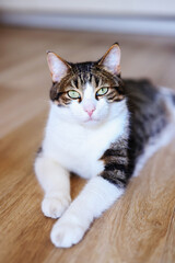 portrait of unhappy house cat