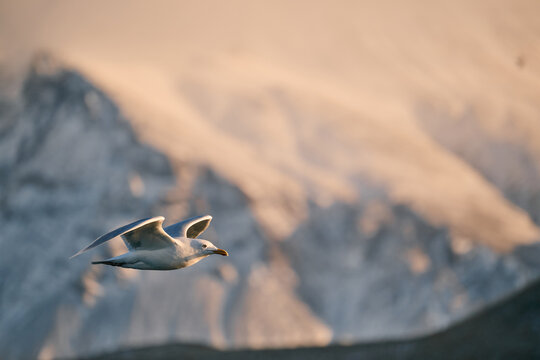 Bird flying over snowy mountain in sunset