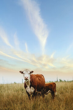 cow standing with her calf in a field of grass