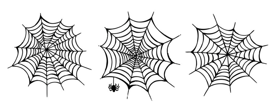 Web and the spider hand drawn illustration