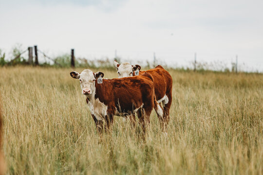 beef calves standing in pasture with tall grass