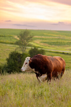 bull standing in tall grassy field