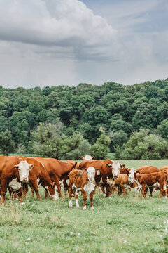 beef cows grazing in pasture