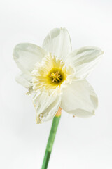 Obraz premium fresh narcissus on the white background
