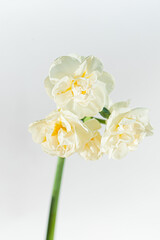 Obraz premium fresh narcissus on the white background
