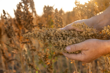 farmer's hand holding quinoa stalk in field, quinoa harvest © st.kolesnikov