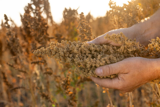 farmer's hand holding quinoa stalk in field, quinoa harvest
