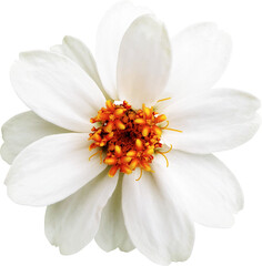 Obraz premium 좁은잎 백일홍 꽃