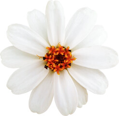 Obraz premium 좁은잎 백일홍 꽃